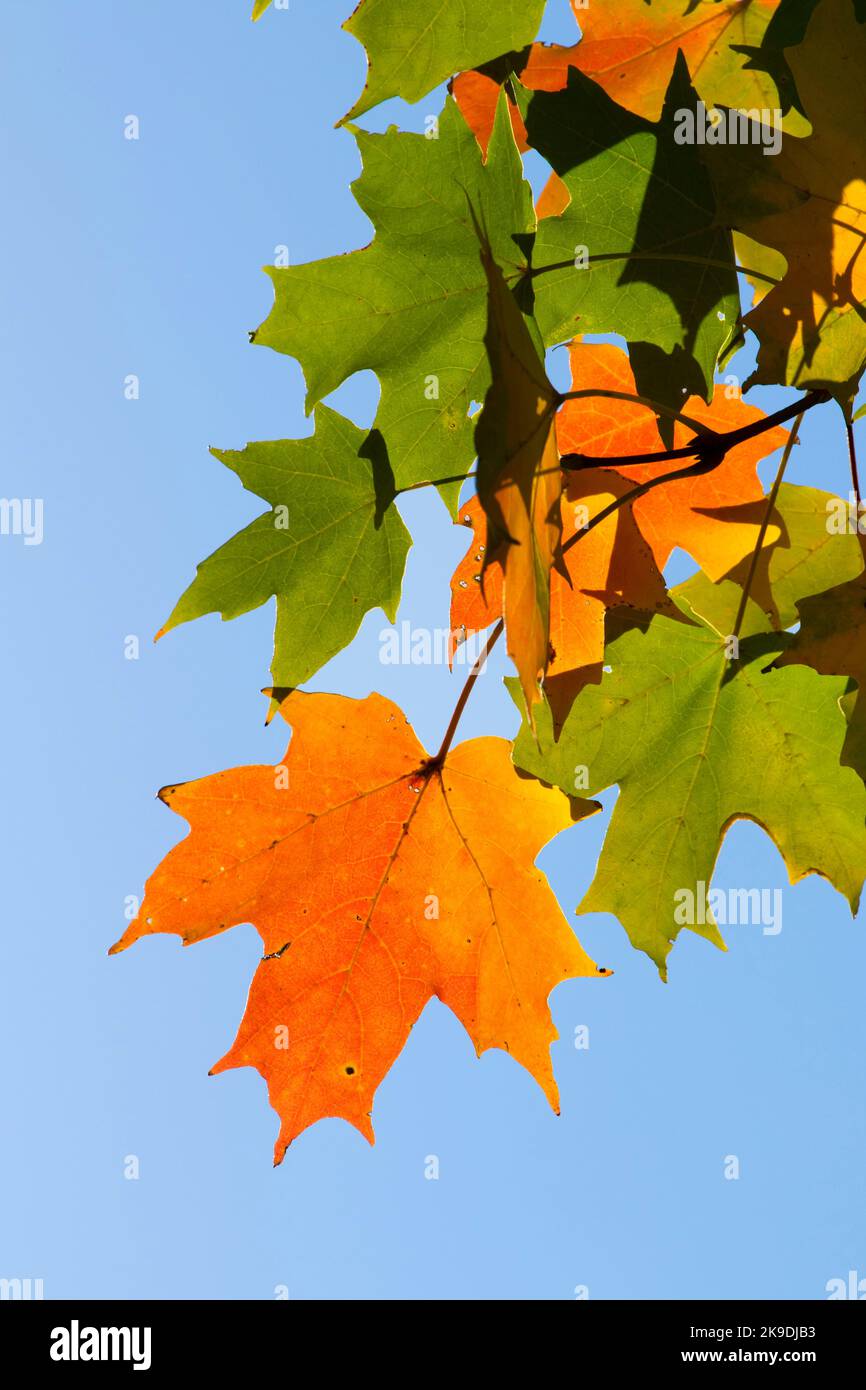 Autumn sugar maple (Acer saccharum), Wolcott Park, West Hartford