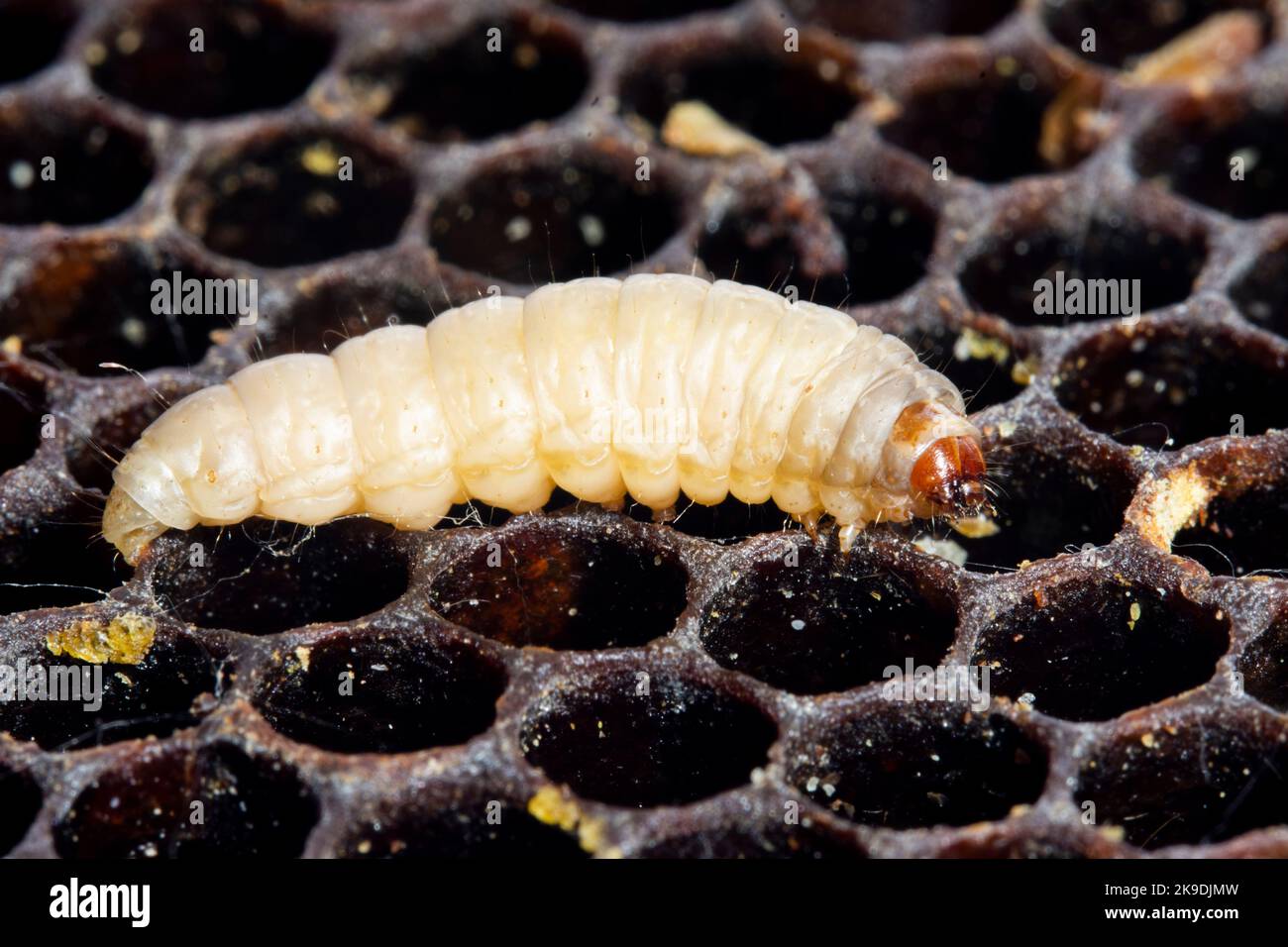 The greater wax moth Galleria mellonella Stock Photo - Alamy