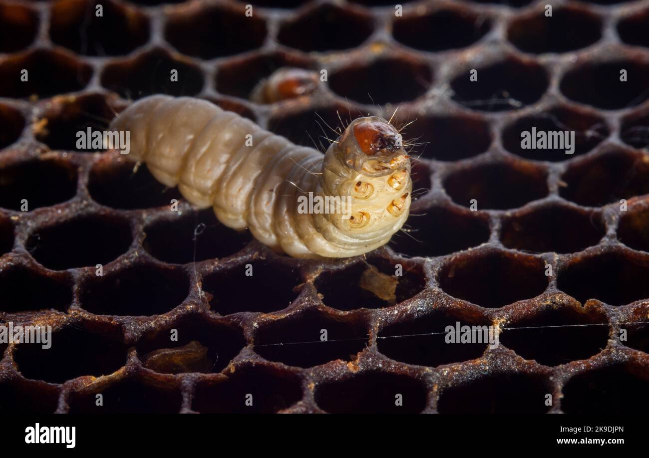 The greater wax moth Galleria mellonella Stock Photo