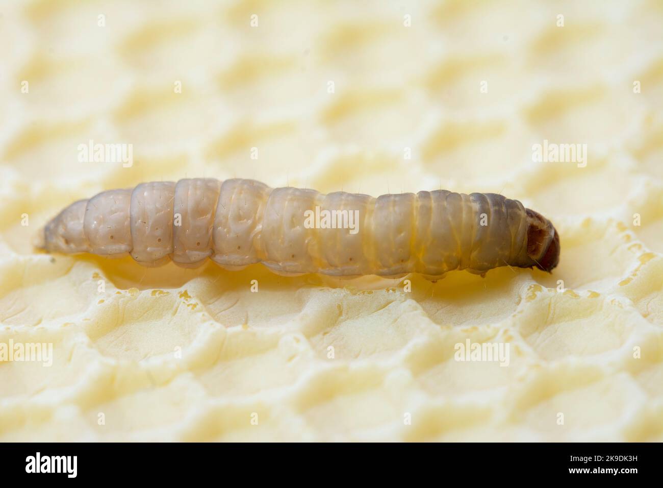 The greater wax moth Galleria mellonella Stock Photo