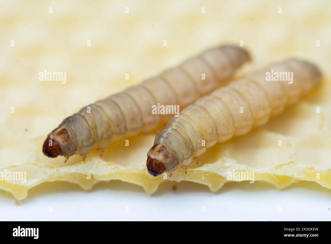 The greater wax moth Galleria mellonella Stock Photo