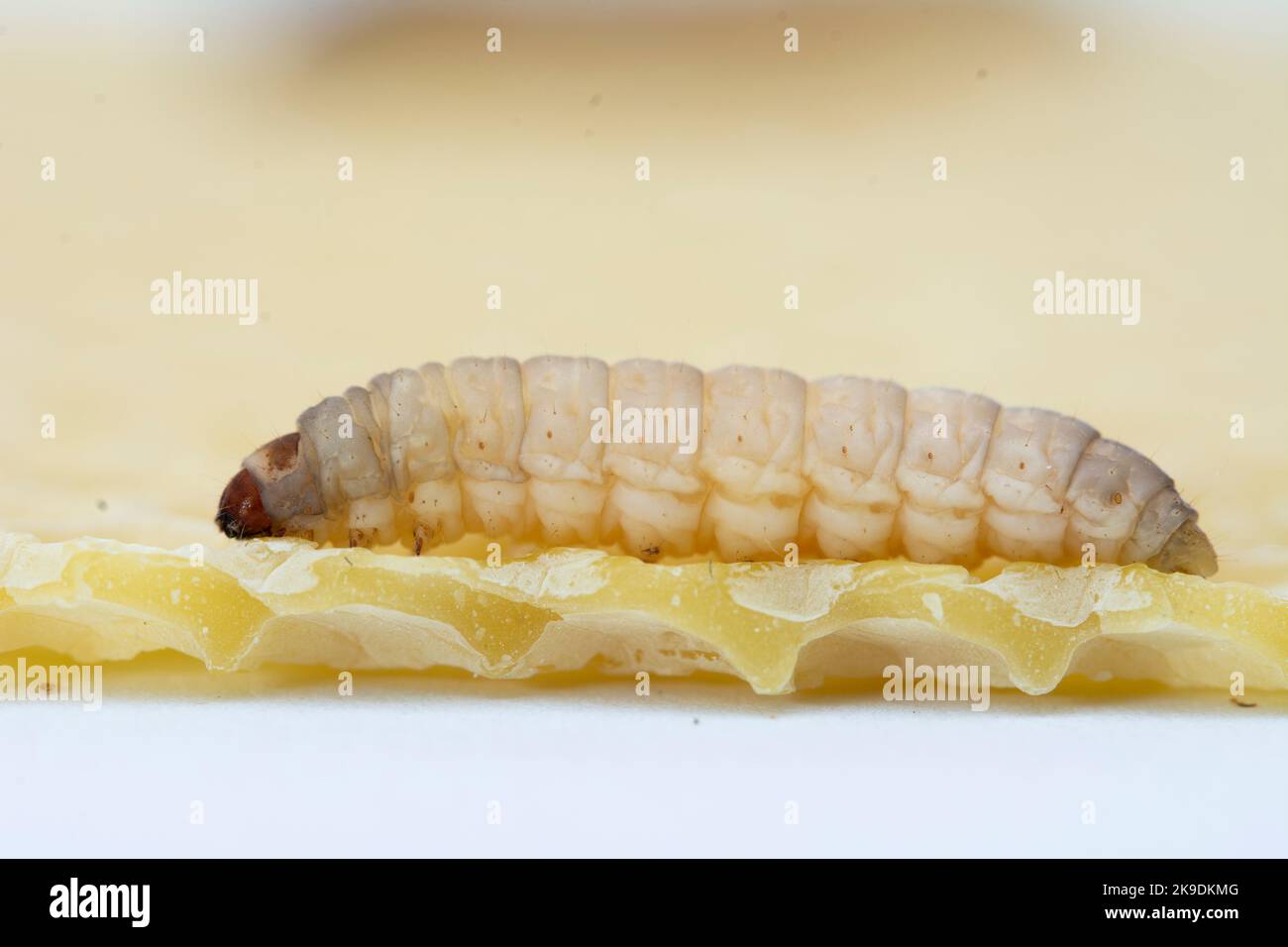 The greater wax moth Galleria mellonella Stock Photo - Alamy