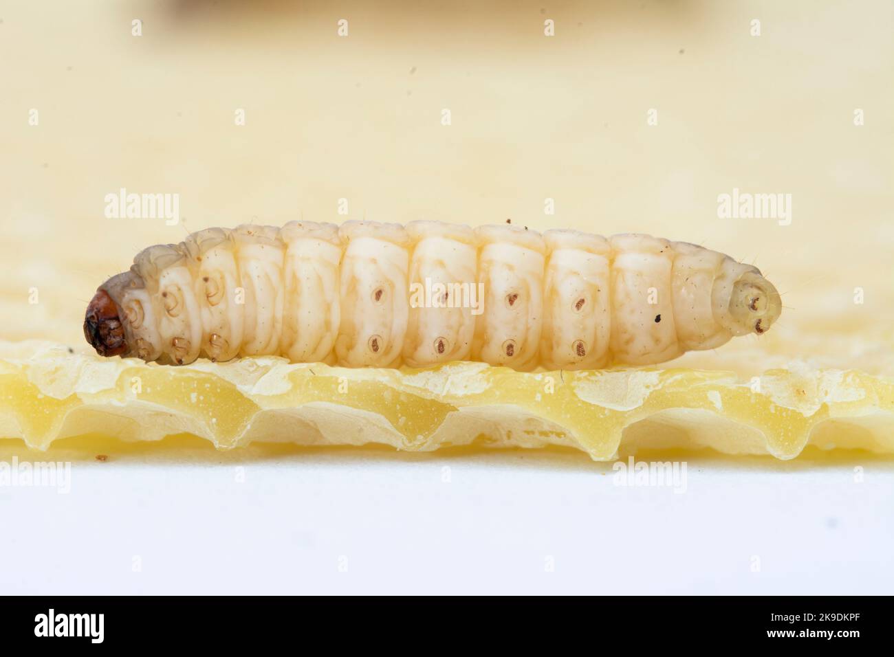 Greater wax moth hi-res stock photography and images - Alamy