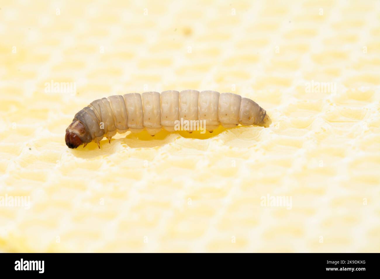 The greater wax moth Galleria mellonella Stock Photo