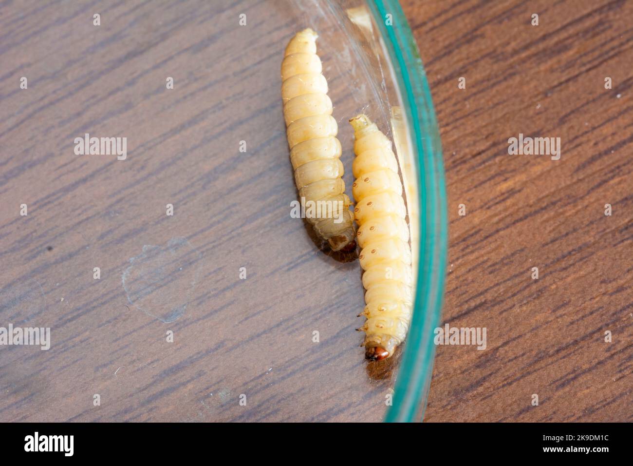 The greater wax moth Galleria mellonella Stock Photo