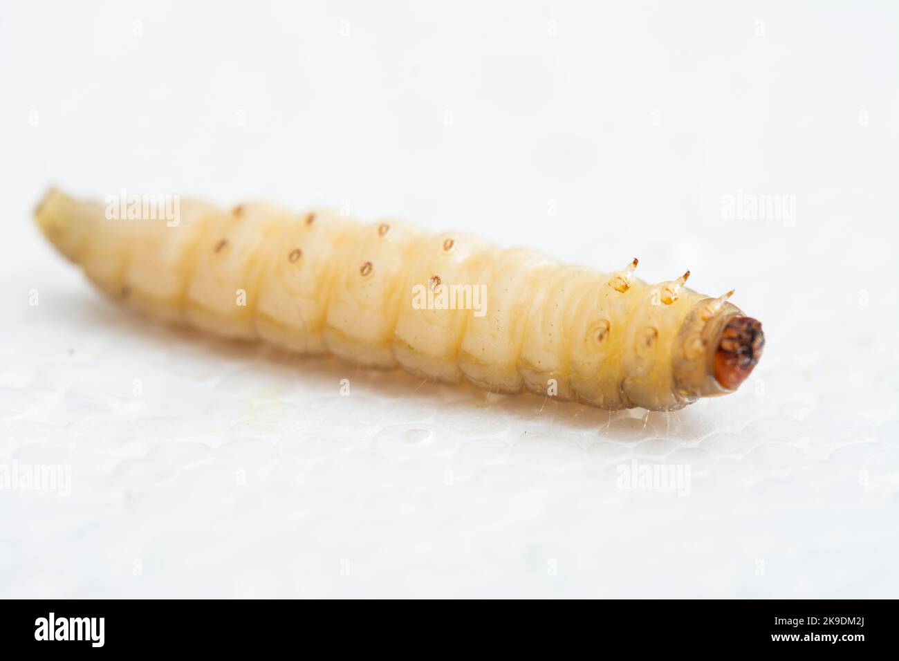 The greater wax moth Galleria mellonella Stock Photo