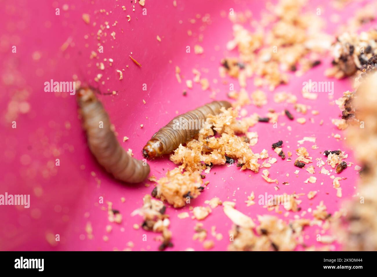 The greater wax moth Galleria mellonella Stock Photo