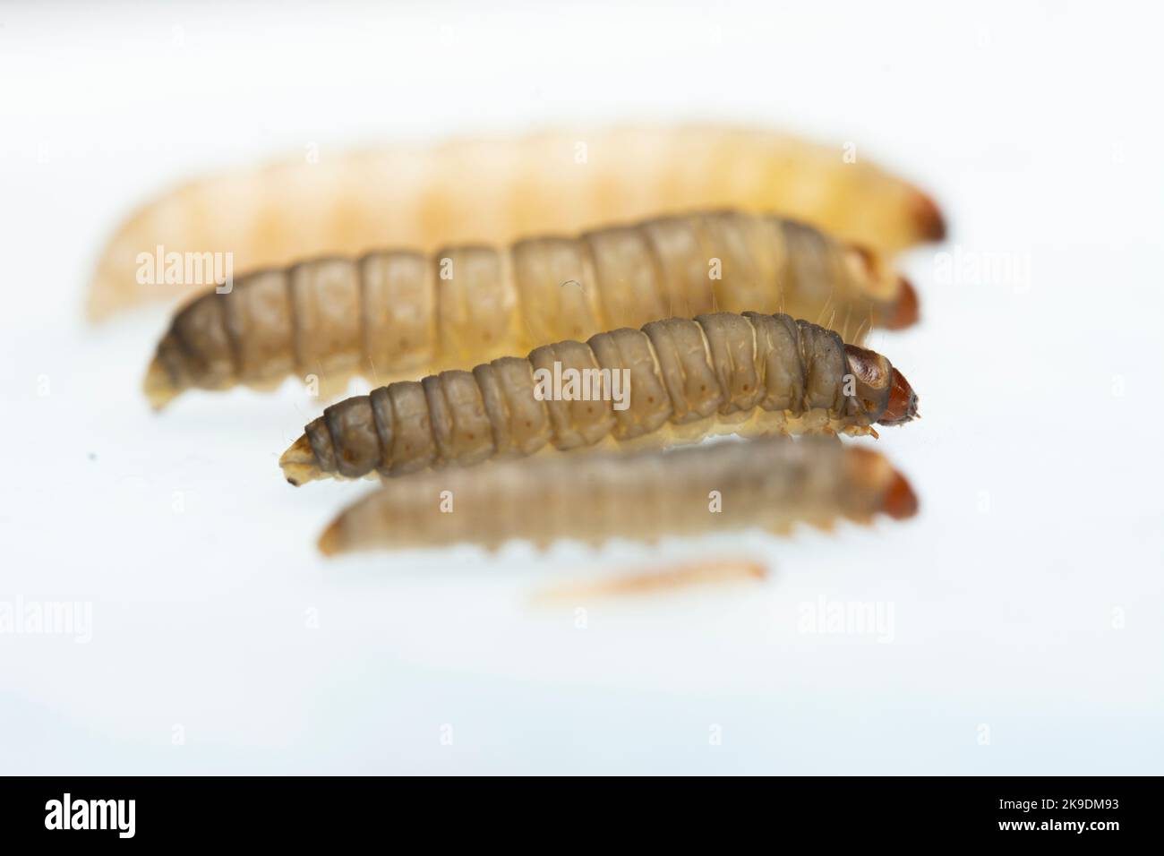 The greater wax moth Galleria mellonella Stock Photo