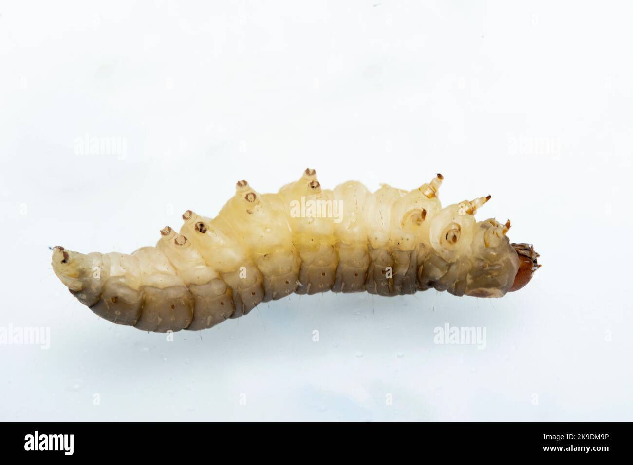 The greater wax moth Galleria mellonella Stock Photo