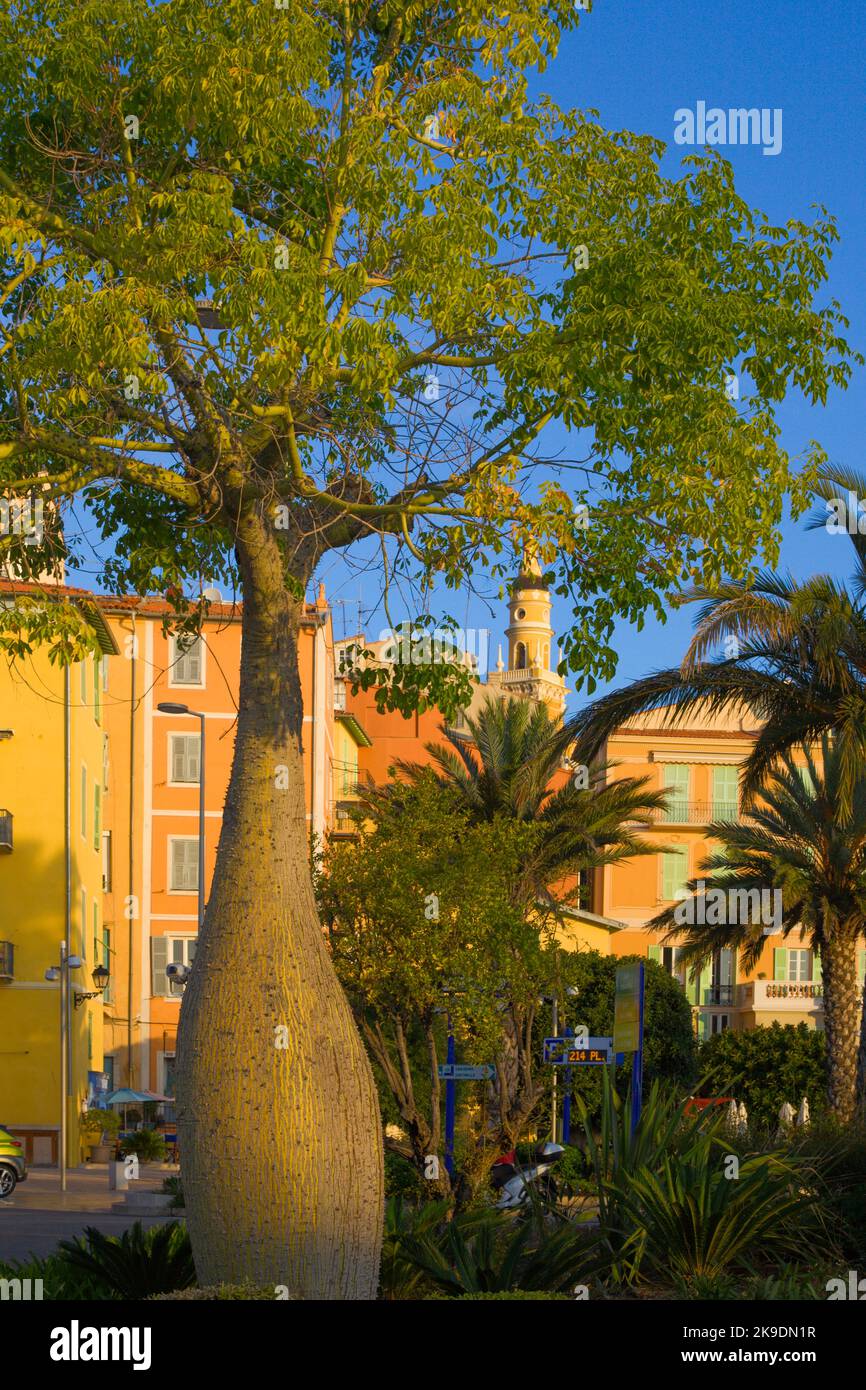 France, Cote d'Azur, Menton, park, trees, street scene Stock Photo Alamy