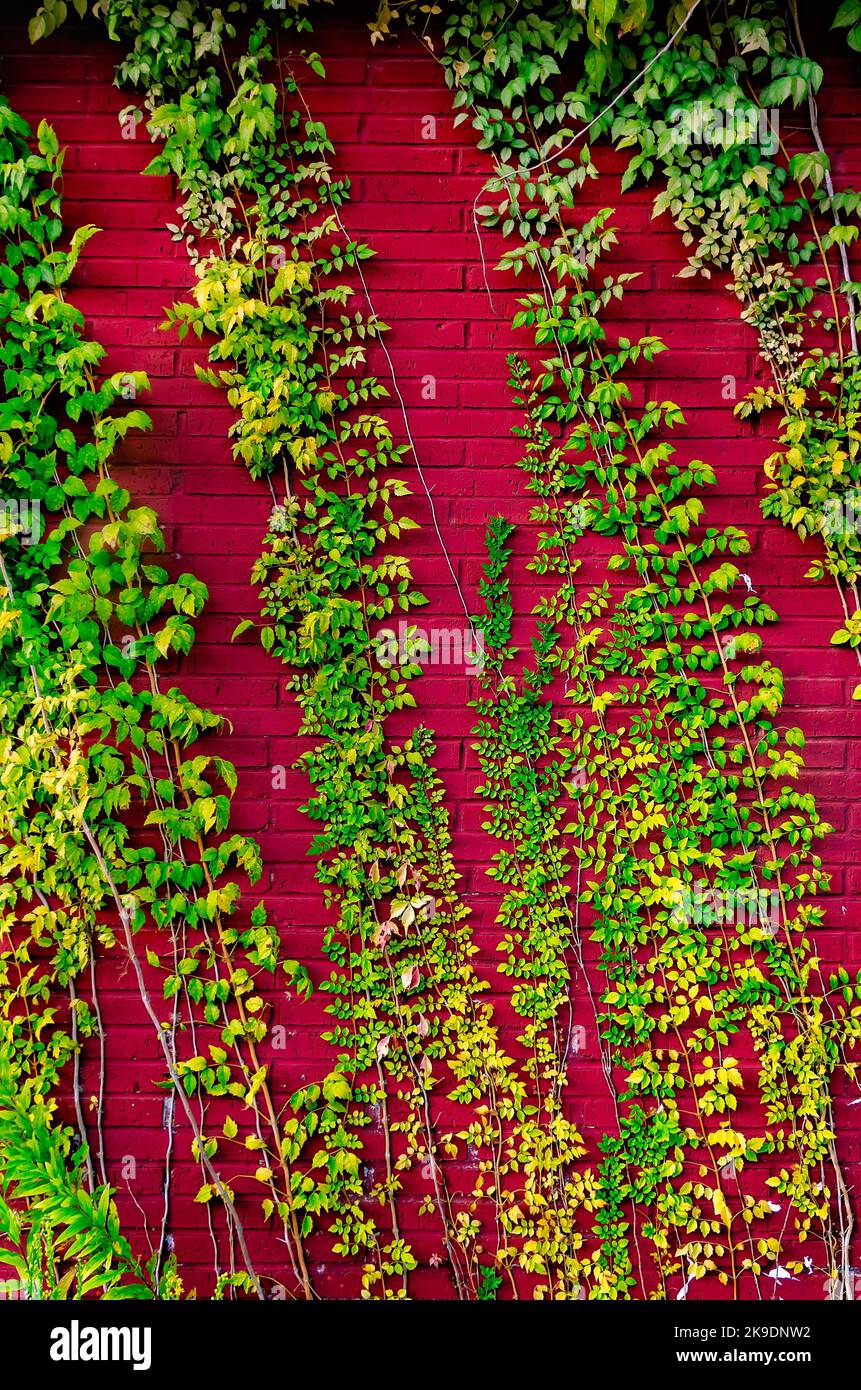 Trumpet vine (Campsis radicans), also known as hummingbird vine or Trumpet creeper, runs along a wall , Oct. 24, 2022, in Bayou La Batre, Alabama. Stock Photo