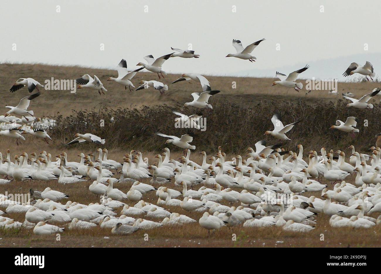 Richmond, Canada. 27th Oct, 2022. Snow geese are seen at Garry Point