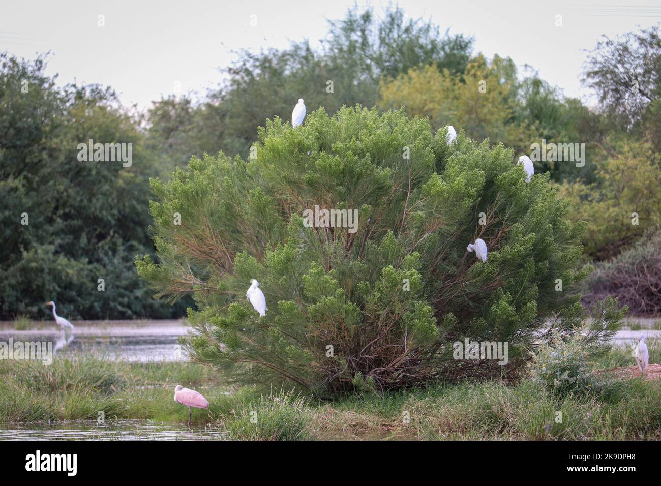 Snowy egrets or Egretta thula roosting in a tree at the Riparian water ranch in Arizona. Stock Photo