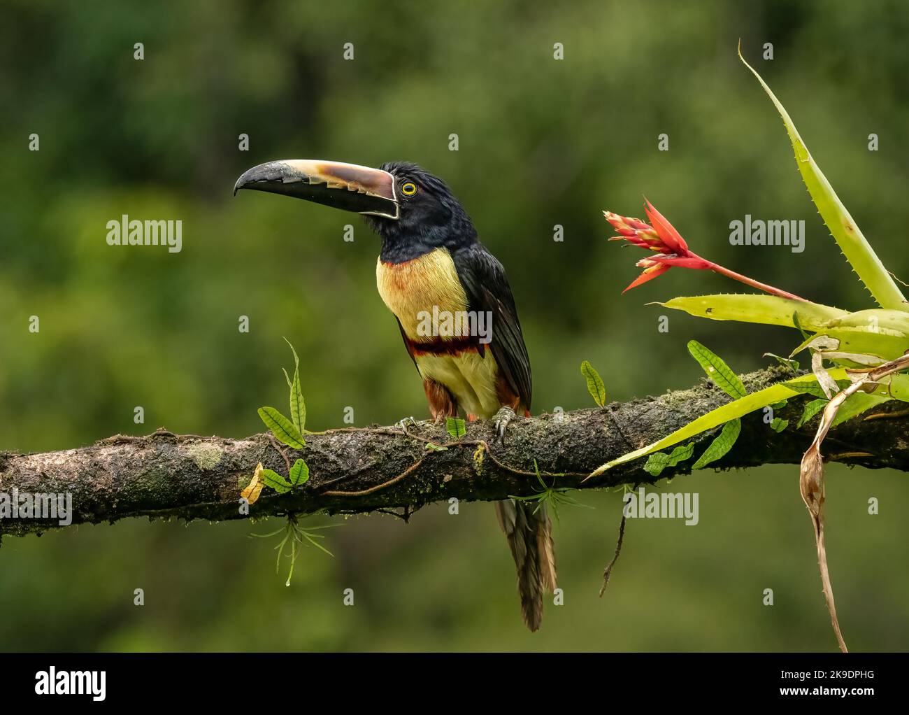 This Collared Aracari resting next to  bromeliad in the rainforest Stock Photo