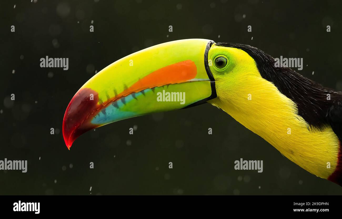 Keel-billed toucan showing off his beak Stock Photo