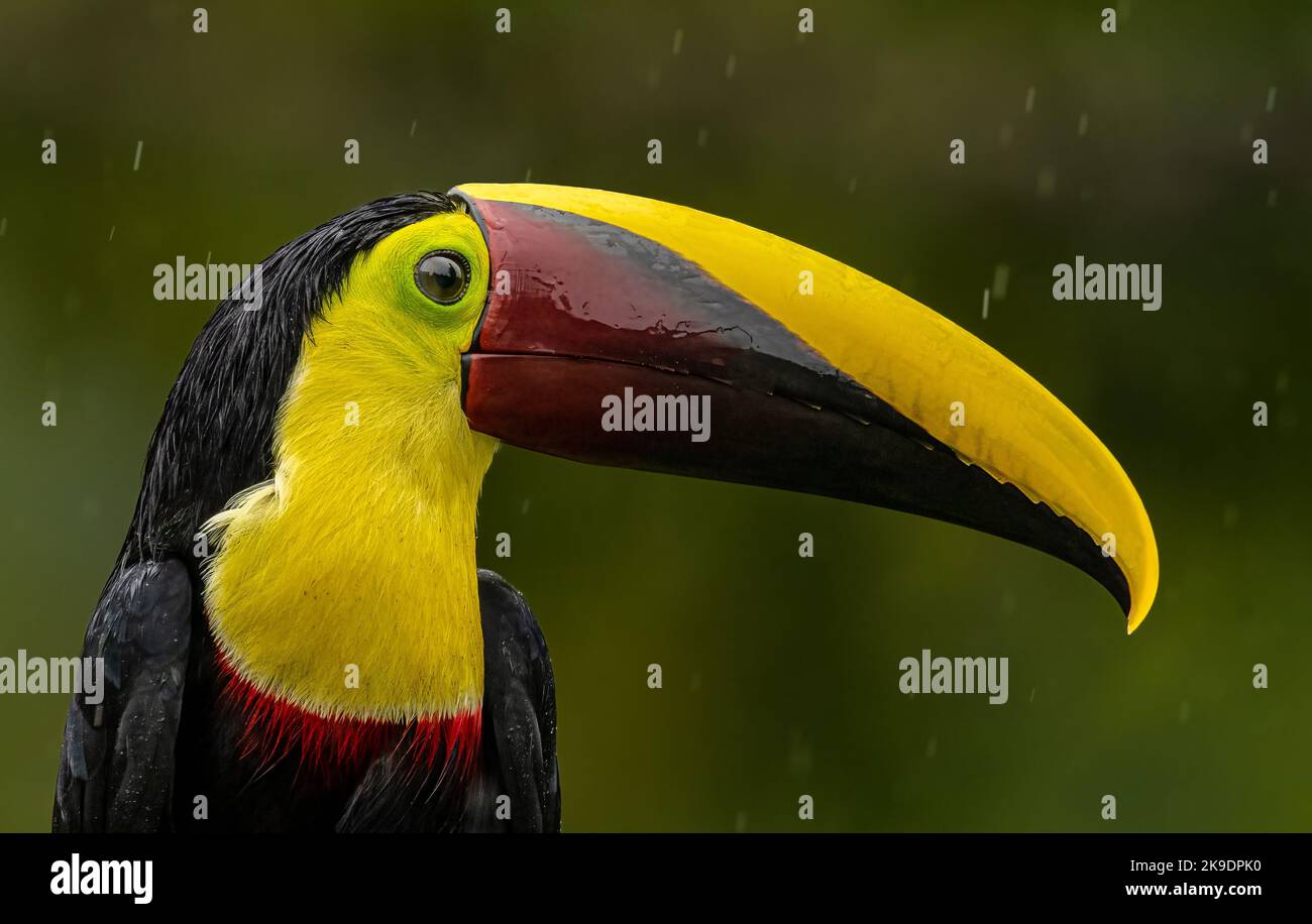 Yellow-breasted toucan enjoying a rainy day in the rainforest Stock