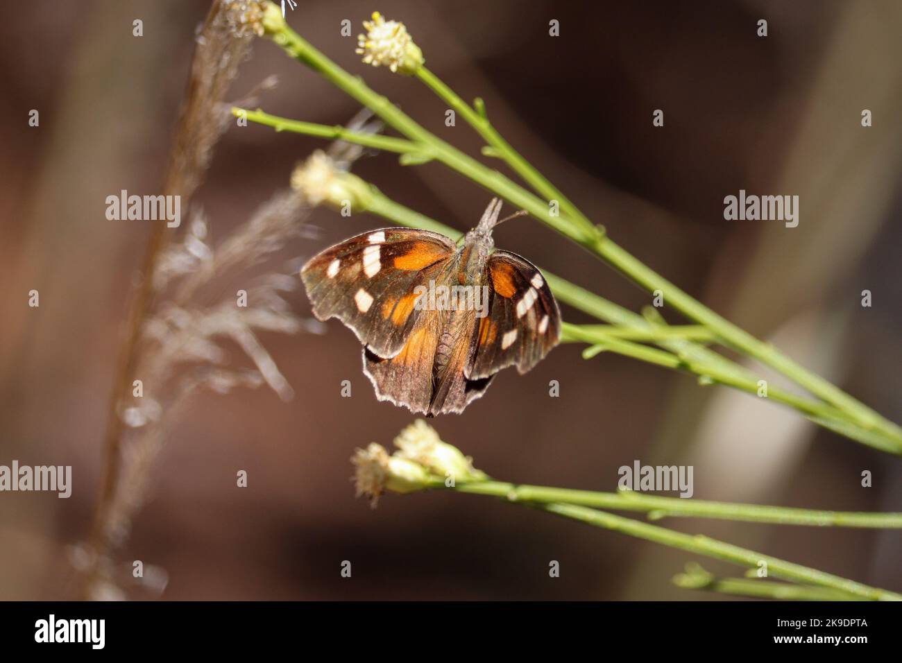 American snout or Libytheana carinenta feeding on desert broom flowers