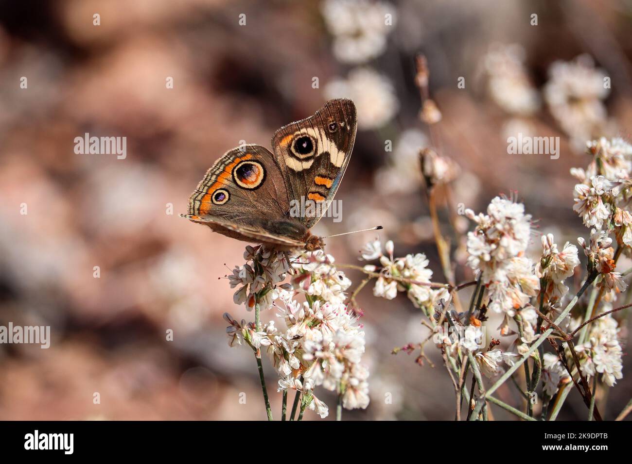 Common Buckeye or Junonia coenia feeding on wild buckwheat flower at