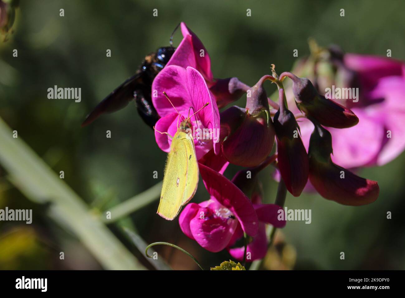 Southern dogface or Zerene cesonia feeding on wild pea flowers at the Tonto fish hatchery in Payson, Arizona. Stock Photo