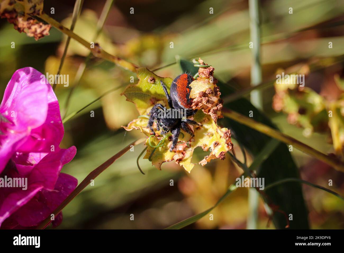 Female redbacked jumping spider or Phidippus johnsoni standing on a
