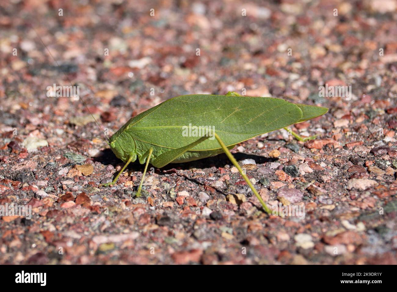 Broad wing katydid or Microcentrum rhombifolium standing on ground at Tonto fish hatchery in Payson, Arizona. Stock Photo