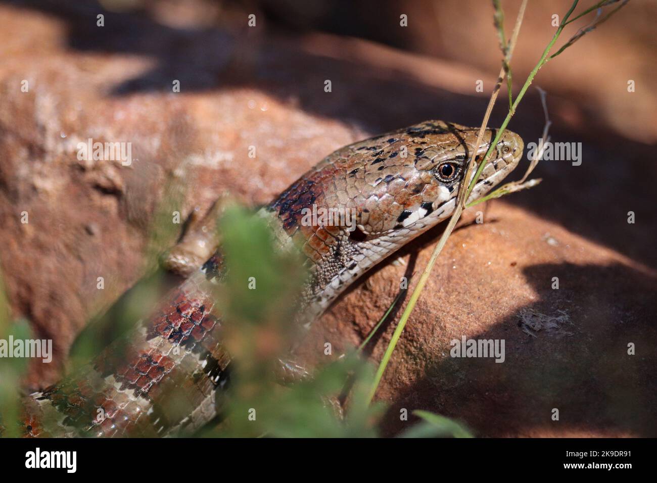 Close up of an Arizona alligator lizard or Elgaria kingii near Tonto fish hatchery in Payson, Arizona. Stock Photo