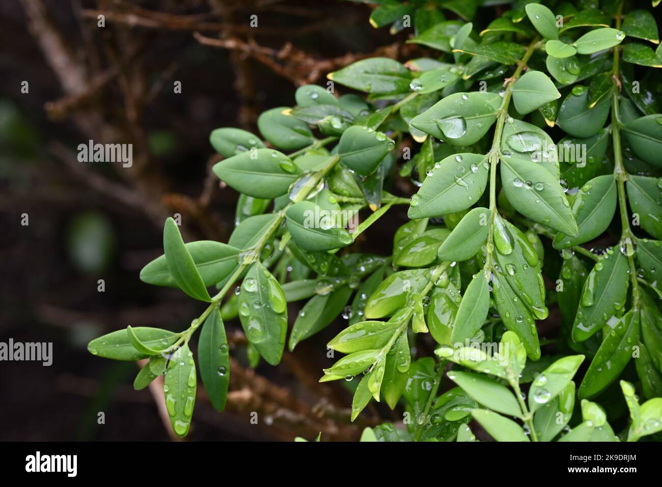 Bright green leaves covered in drops of water, following rain on a wet day Stock Photo