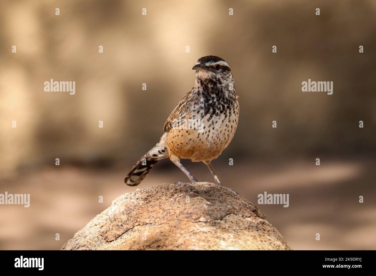 Arizona state bird hi-res stock photography and images - Alamy
