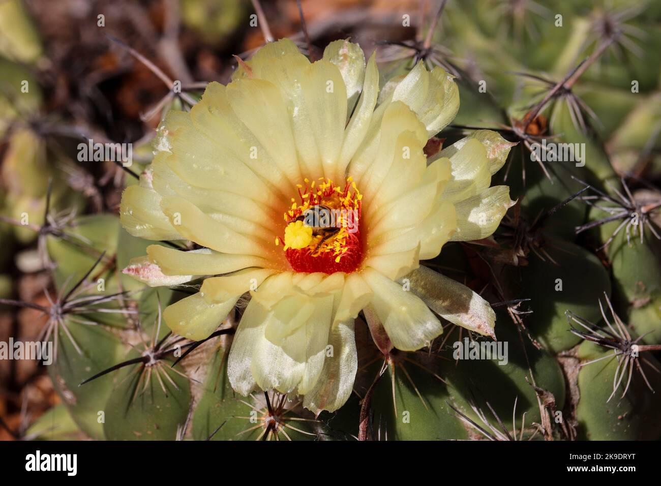 Close up of a mini barrel cactus or Echinocereus flower at the desert botanical garden in Pheonix, Arizona. Stock Photo