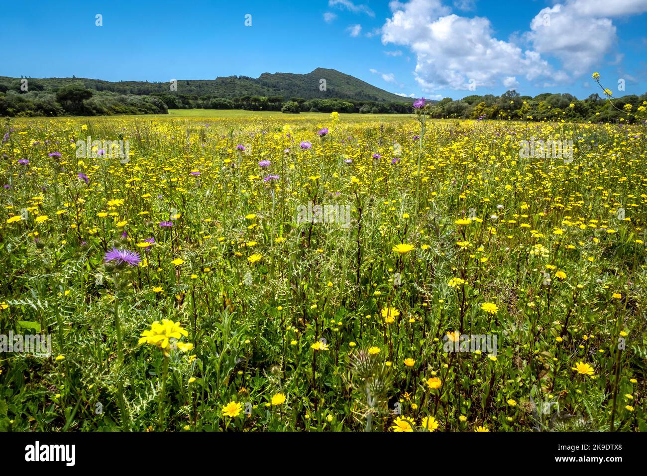 Arrábida Natural Park, Portugal, yellow wildflowers on a spring day in April Stock Photo