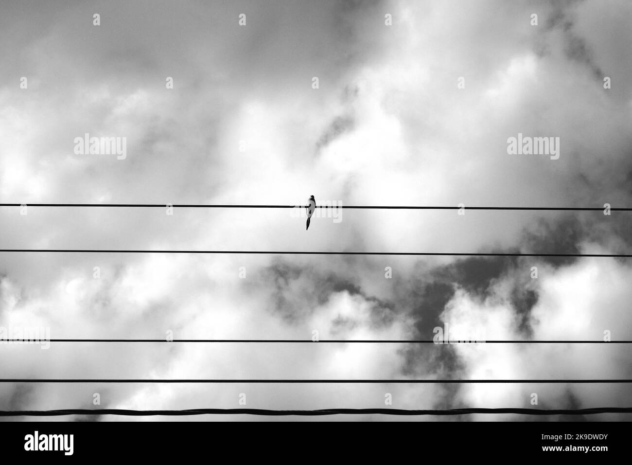 Bird sitting on power lines Stock Photo Alamy