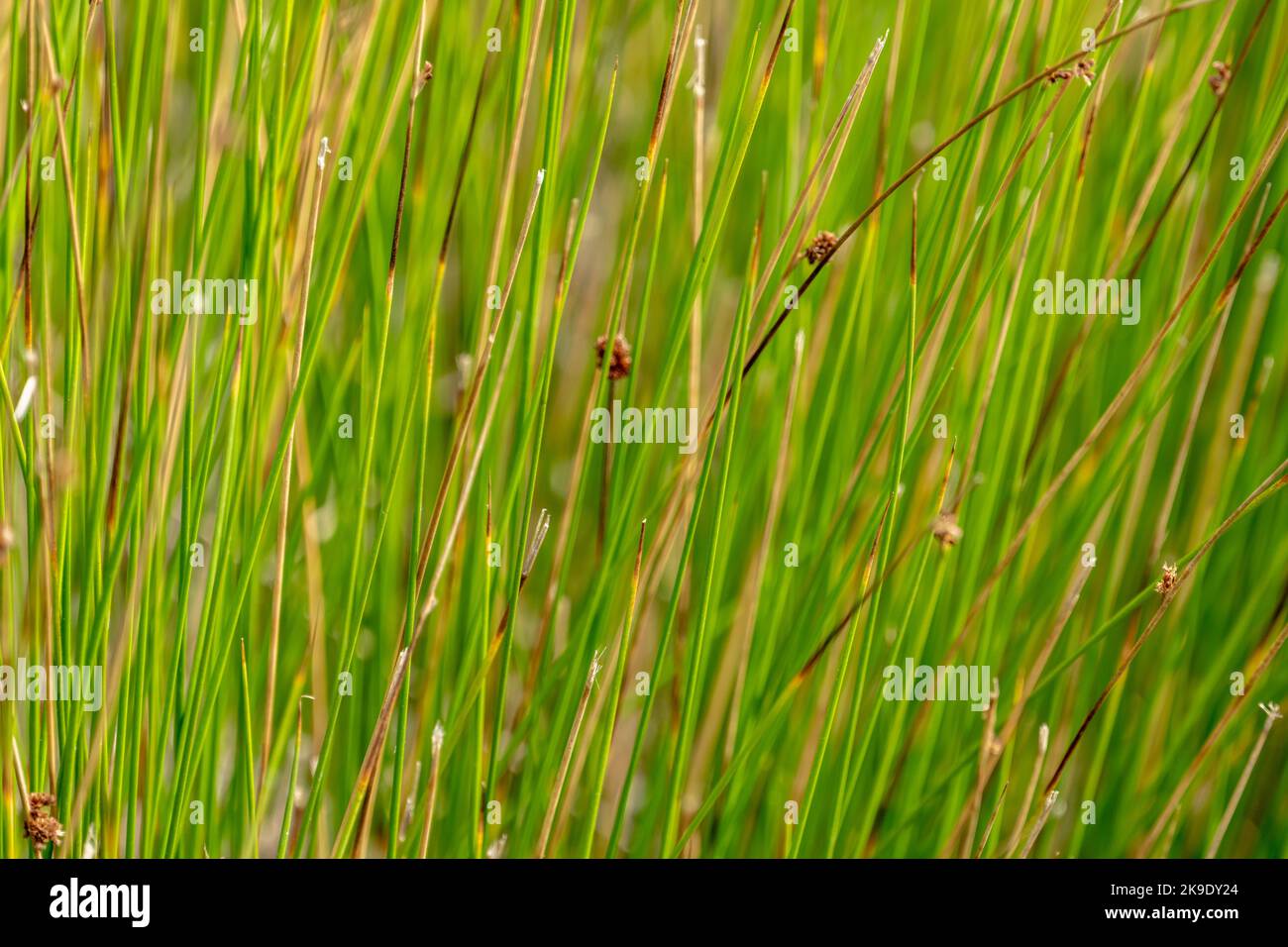 Thin Green Grasses Close Up with brown tips Stock Photo Alamy
