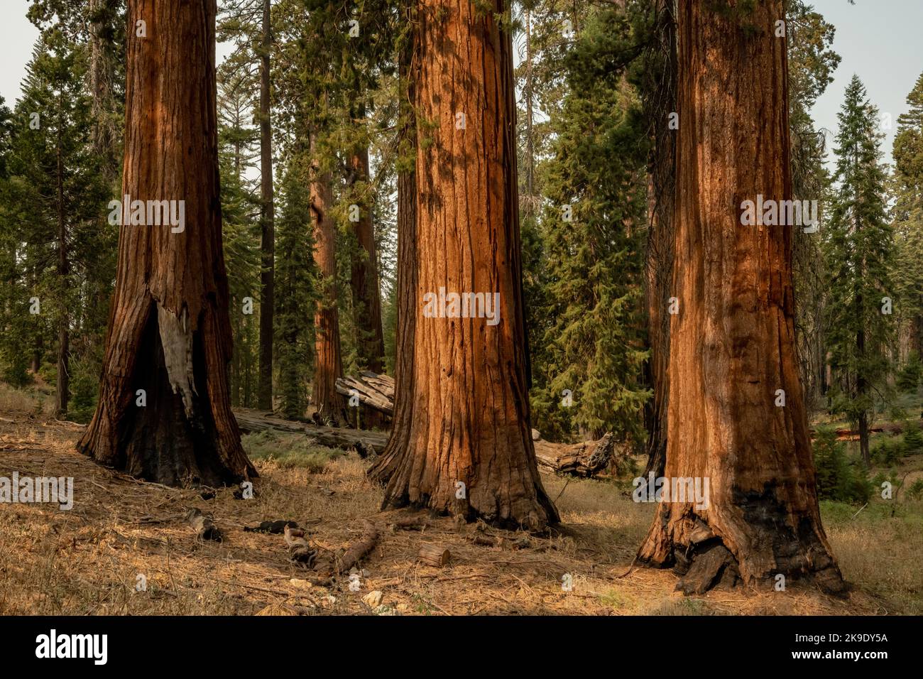 Three large pine trees hi-res stock photography and images - Alamy