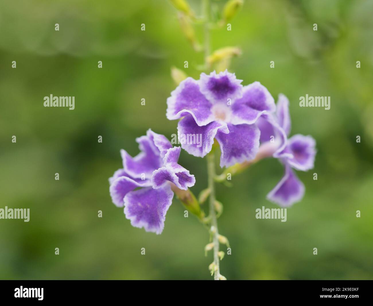 Geisha girl duranta erecta hi-res stock photography and images - Alamy