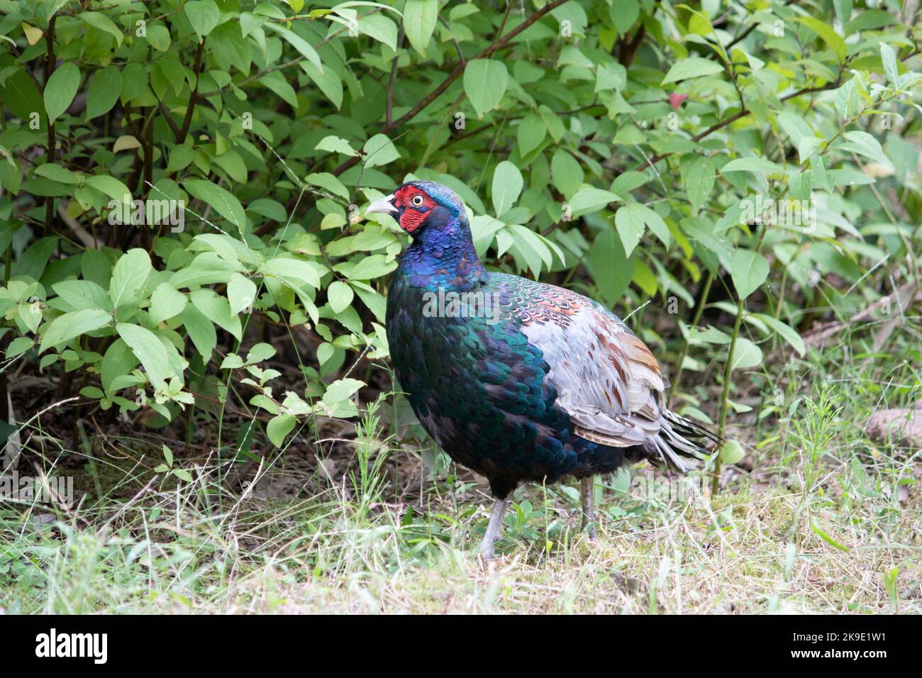 The green pheasant, also known as the Japanese green pheasant Stock ...