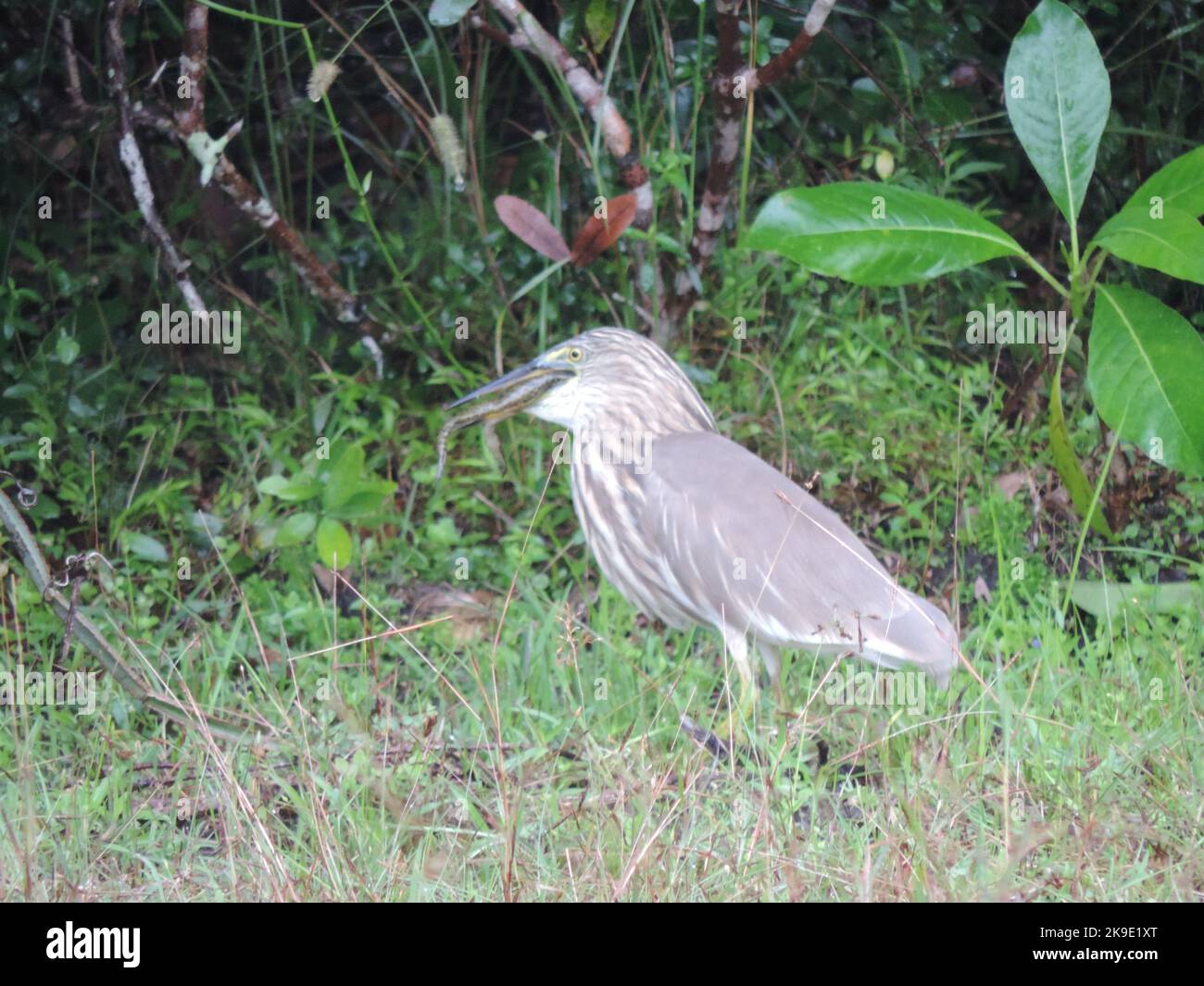 Sri Lankan Birds in the Wild Stock Photo Alamy