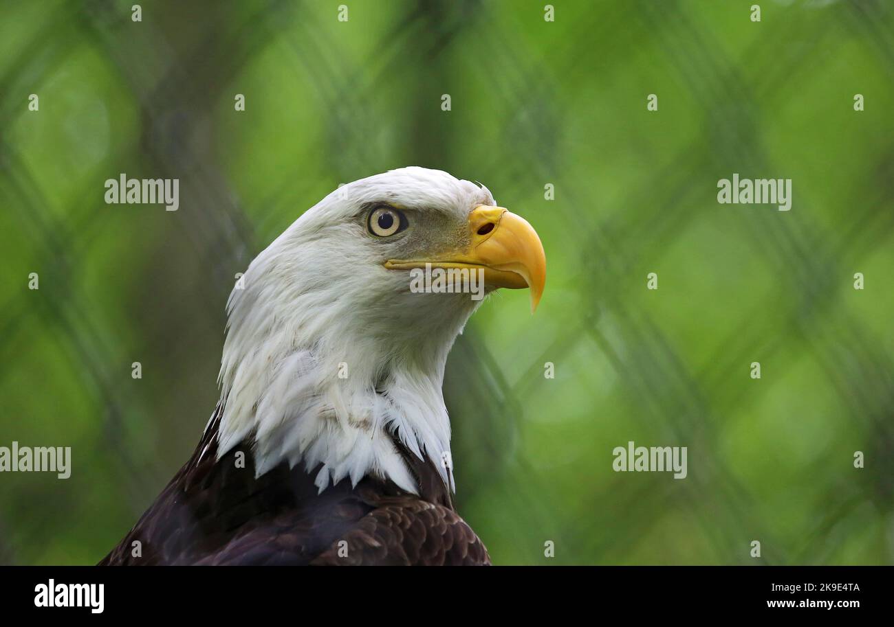 Bald eagle head - West Virginia Stock Photo - Alamy