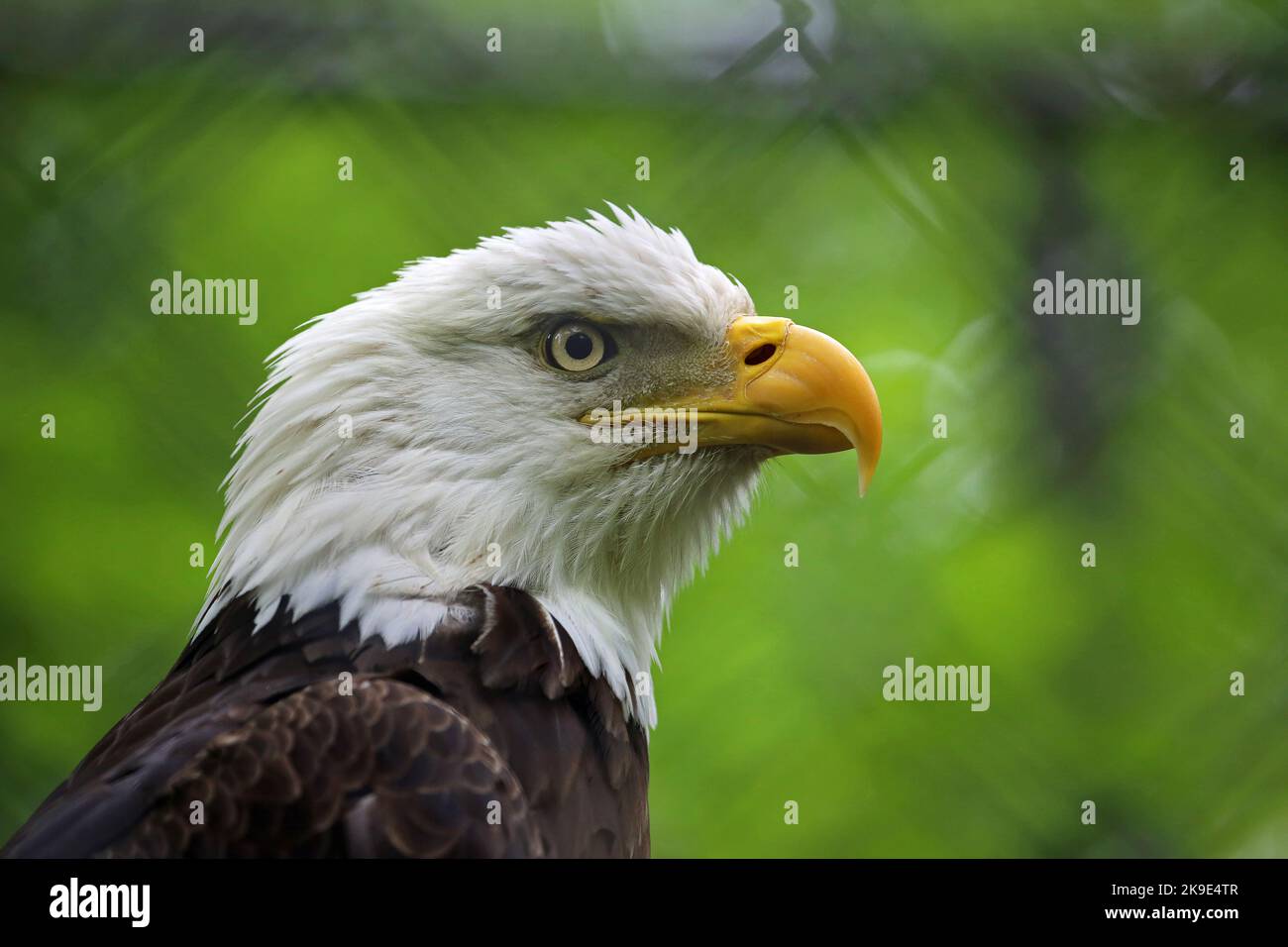 Bald eagle in profile - West Virginia Stock Photo - Alamy