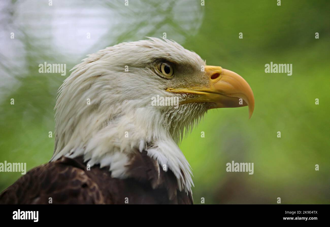 Bald eagle close up West Virginia Stock Photo Alamy