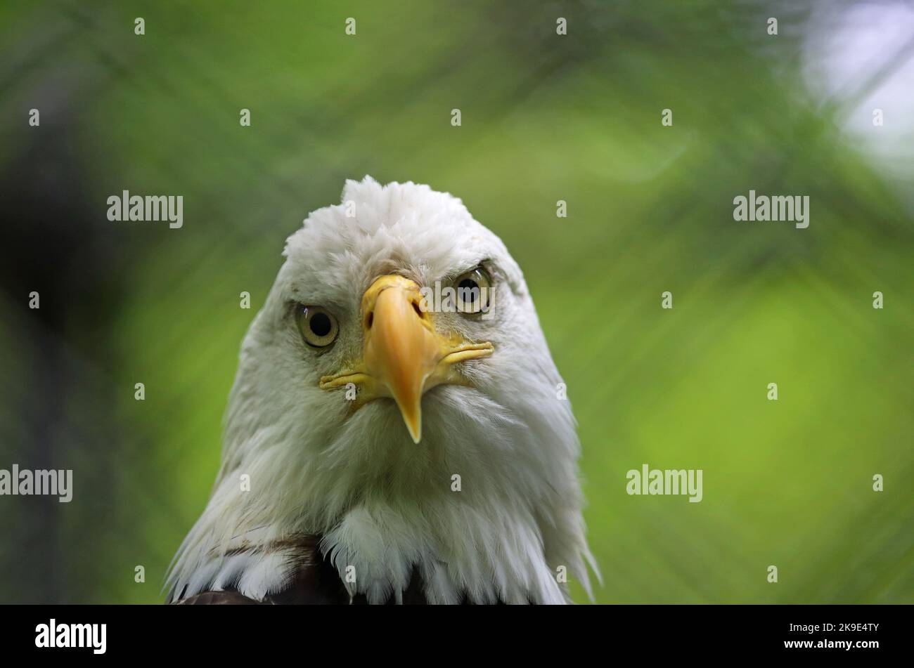 Bald eagle watching me West Virginia Stock Photo Alamy