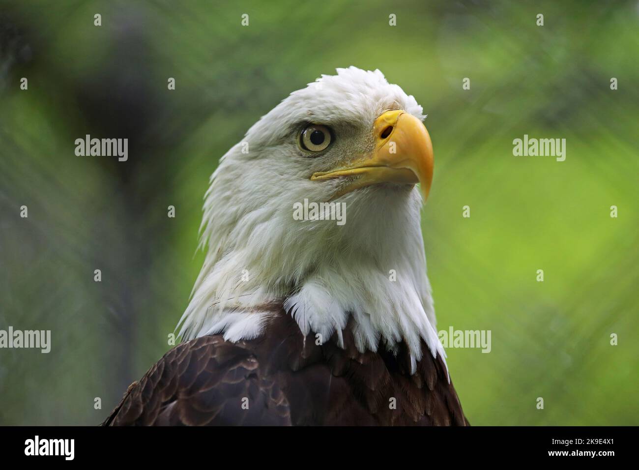 Bald eagle West Virginia Stock Photo Alamy