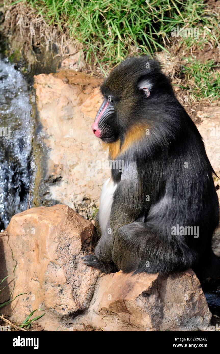 A pretty Mandril monkey sitting on a rock at the Biblical zoo in Jerusalem, Israel. Stock Photo