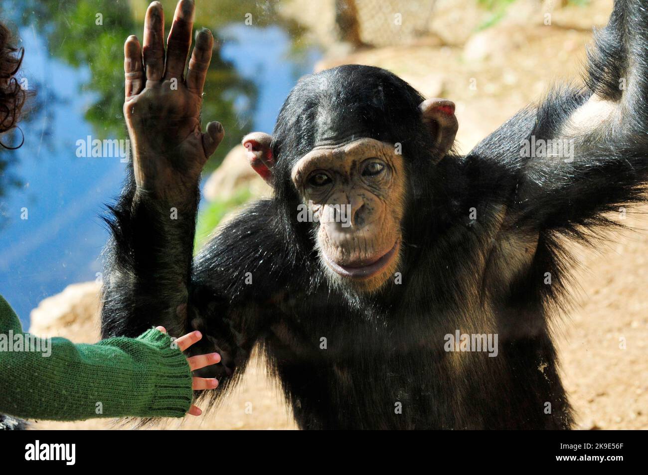 A toddler and a Chimpanzee gazing and interacting with each other. Stock Photo