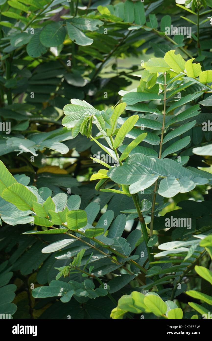 Senna alata (Senna alata, Caesalpinioideae, emperor's candlesticks) leaves. Use for treating ringworm and other fungal infections of the skin Stock Photo