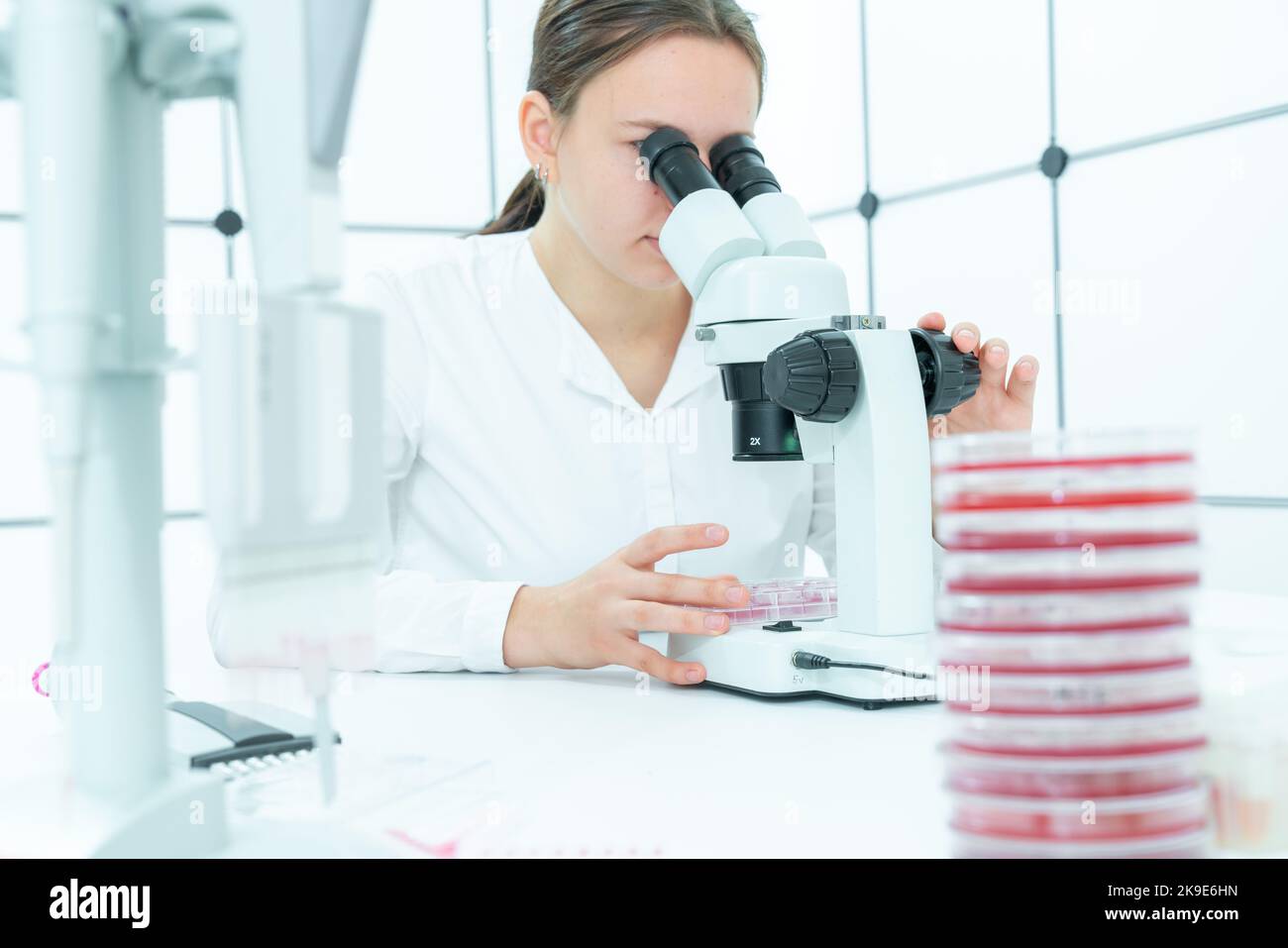female laboratory assistant in a medical dermatology laboratory examines skin microflora cultures for pathogenic diseases Stock Photo