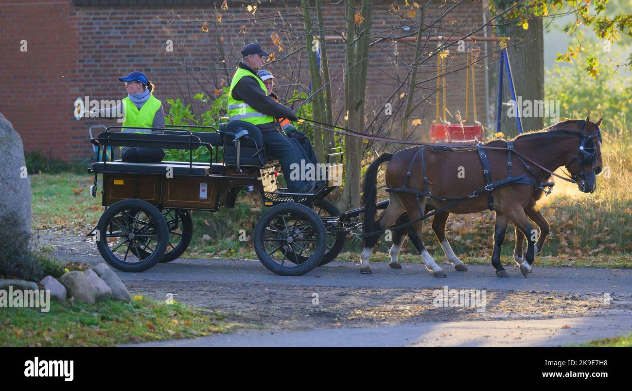 Hansen, Germany. 27th Oct, 2022. Klaus-Dieter Gärtner (r), gives course participants Johannes Hände (M) and Karin Ludwig tips on driving a carriage with the ponies during the course for carriage driver's license A. Anyone who drives a carriage can do a lot of things wrong. The carriage driver's license was introduced to reduce the number of accidents. Credit: Philipp Schulze/dpa/Alamy Live News Stock Photo