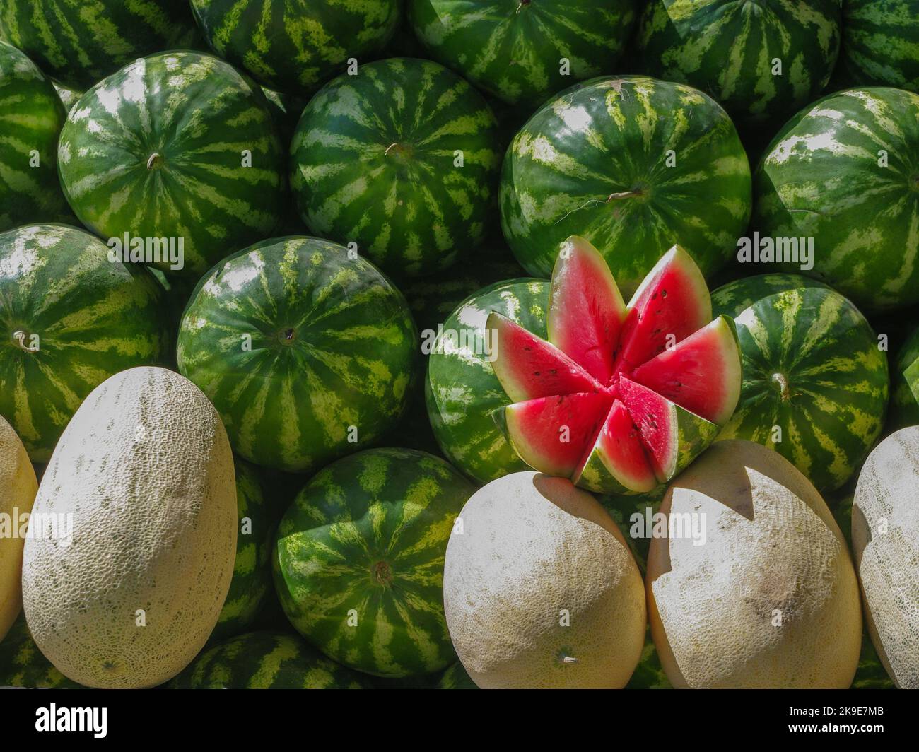 Melon Munching stock image. Image of eating, licking, amusing - 8013381