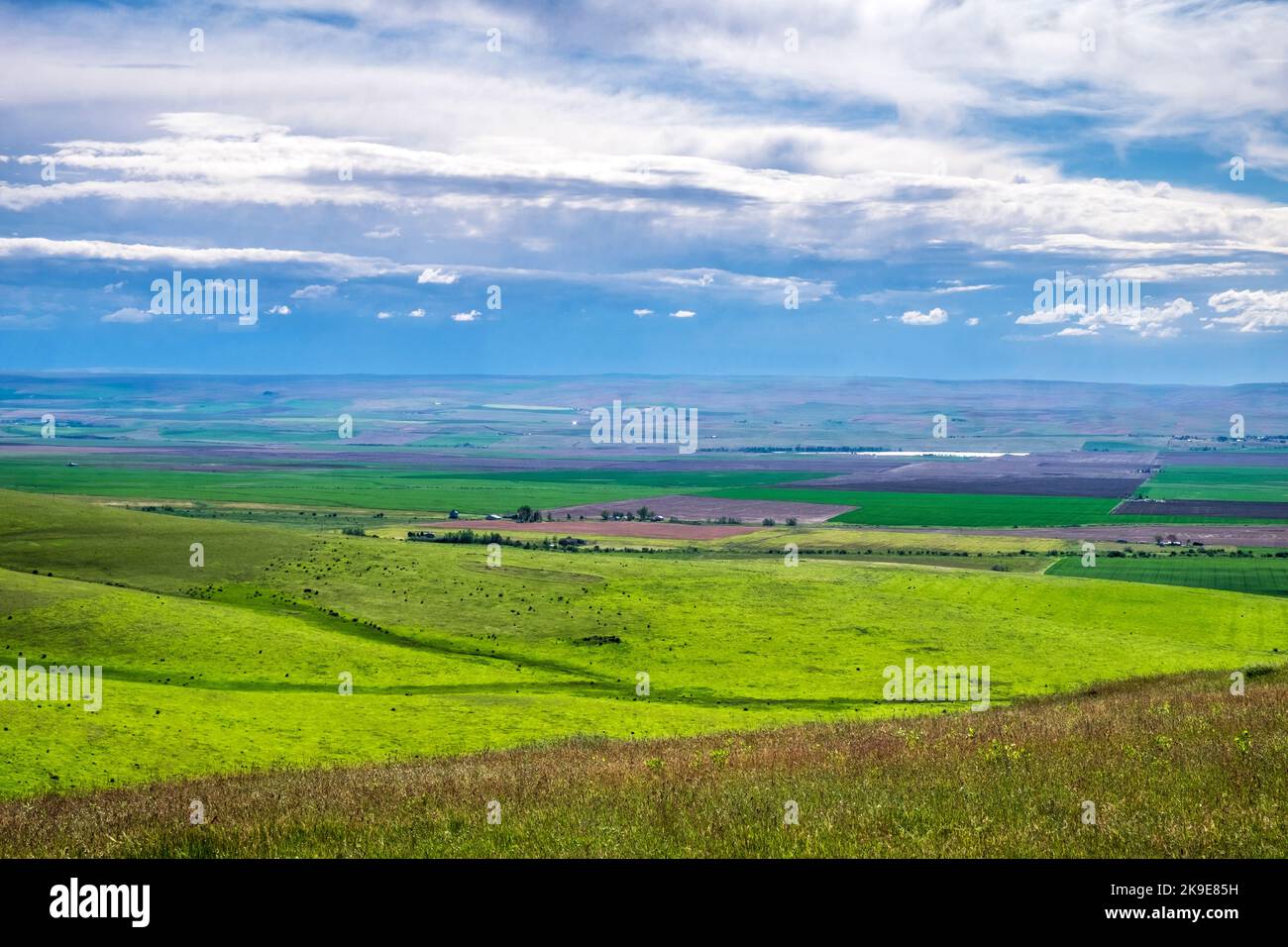 Palouse region of eastern Oregon, USA, view from an overlook, green spring landscape Stock Photo