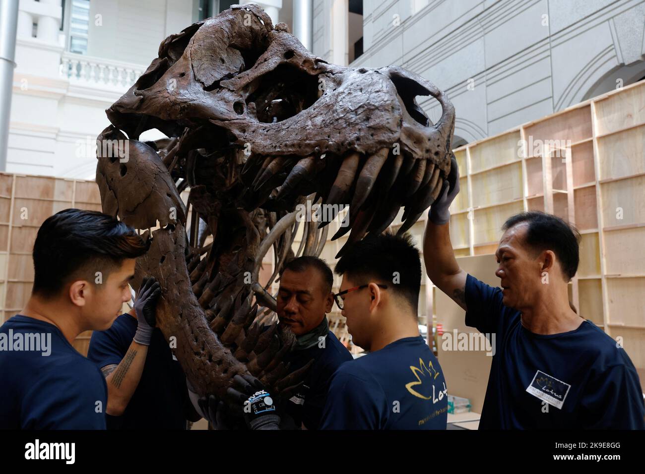 Shen the T. rex, a 1.4 tonne Tyrannosaurus Rex dinosaur skeleton that is being offered for auction by Christie's, is assembled for display at the Victoria Theatre & Concert Hall in Singapore October 27, 2022. REUTERS/Edgar Su Stock Photo