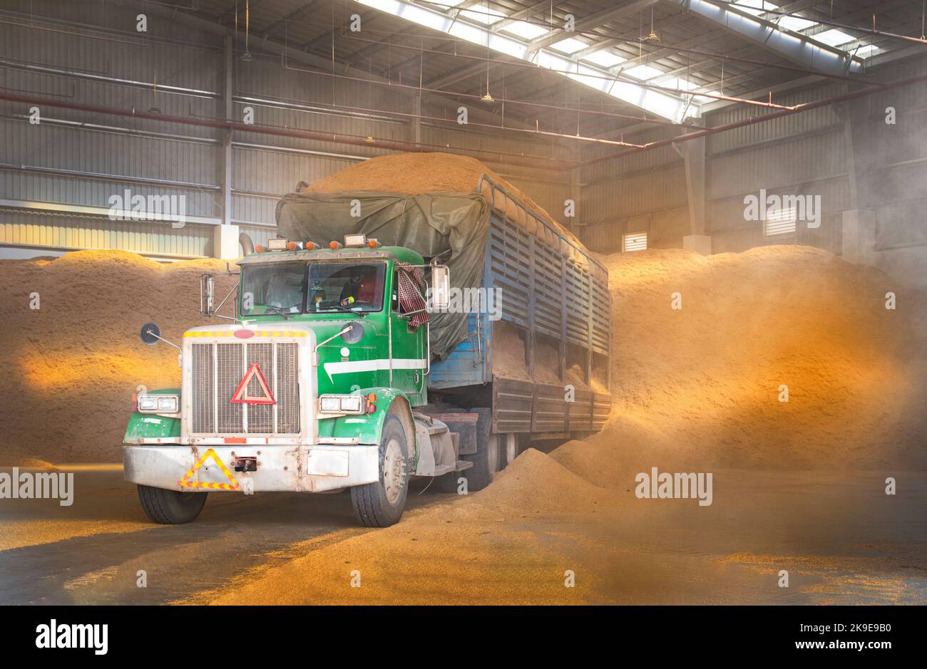 A close-up view of a truck unloads rice husks inside a warehouse. Biomass energy, steam boiler, sustainable energy. Stock Photo